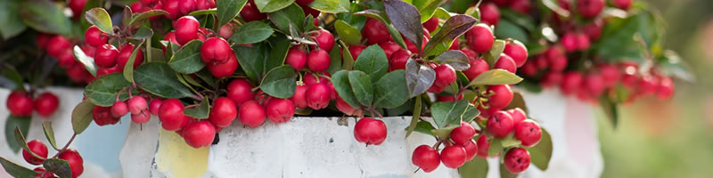 Tuinplant van de Maand november: Bergthee